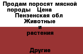 Продам поросят мясной породы › Цена ­ 3 000 - Пензенская обл. Животные и растения » Другие животные   
